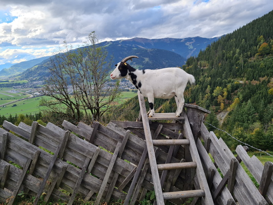 Ziegenfreuden auf dem Hof