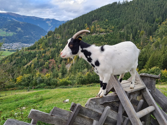 Ziegenfreuden auf dem Hof