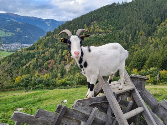 Ziegenfreuden auf dem Hof
