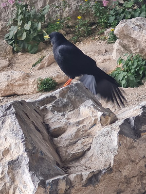 Krähen vor dem Eingang zur Eisriesenwelt
