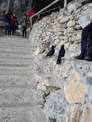 Krähen vor dem Eingang zur Eisriesenwelt