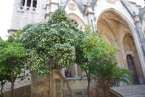  Sóller
