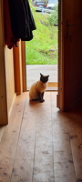 Katzenbegrüßung