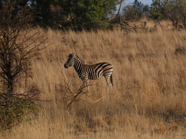 Zebras