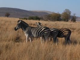 Zebras