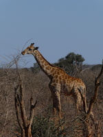 Giraffen