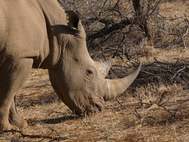 Breitmaulnashorn