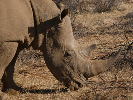 Breitmaulnashorn