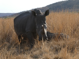 Breitmaulnashorn