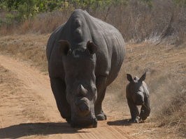 Breitmaulnashorn
