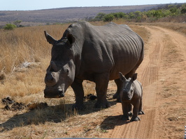 Breitmaulnashorn