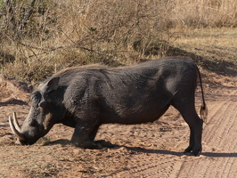 Warzenschweine
