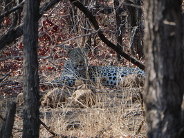 Leoparden