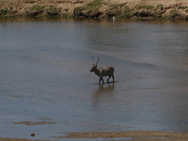 Ellipsen-Wasserbock
