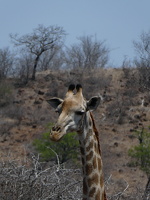 Giraffen