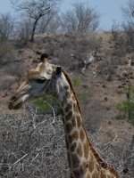 Giraffen