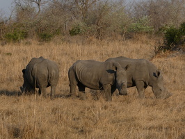 Breitmaulnashorn