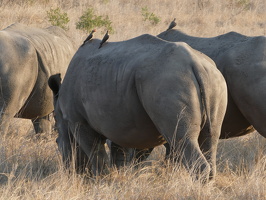 Breitmaulnashorn
