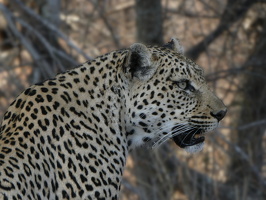 Leoparden