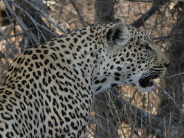Leoparden