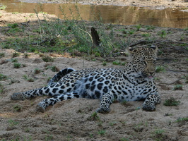 Leoparden
