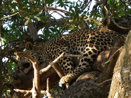 Leoparden