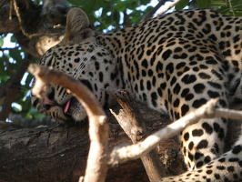 Leoparden