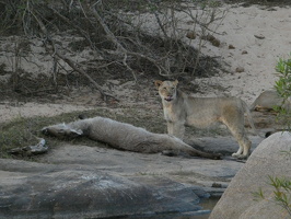 Löwen