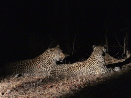 Leoparden