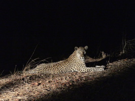 Leoparden