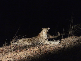 Leoparden