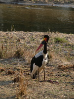 Sattelstorch