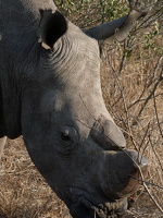 Breitmaulnashorn