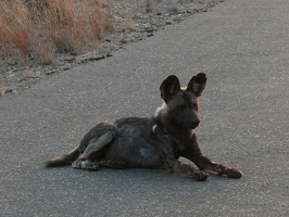 Afrikanischer Wildhund