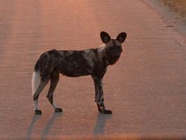 Afrikanischer Wildhund