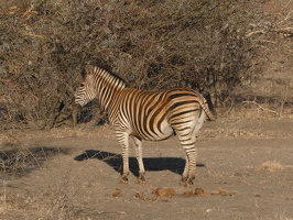Zebras