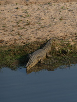 Nilkrokodil