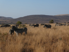 Zebras