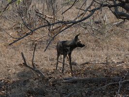 Afrikanischer Wildhund