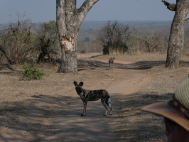 Afrikanischer Wildhund
