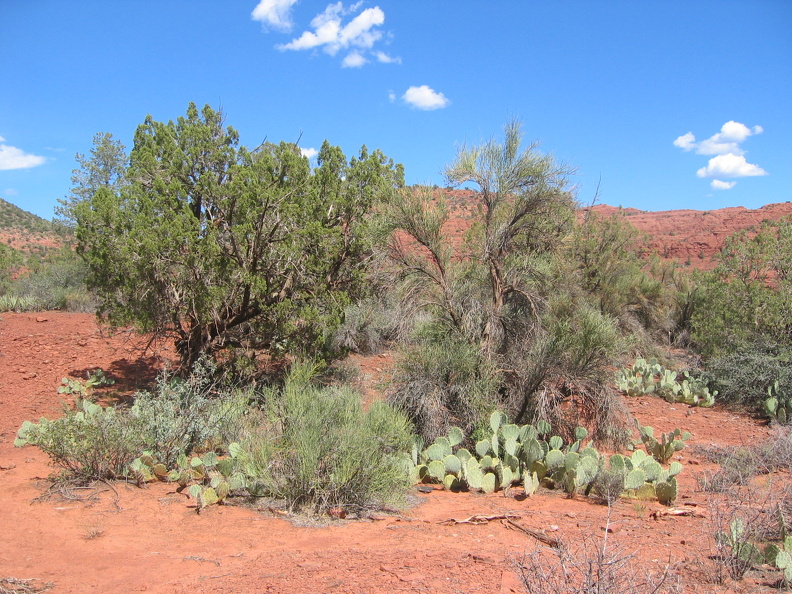 Grand Canyon - img_1212.jpg img_1212.jpg